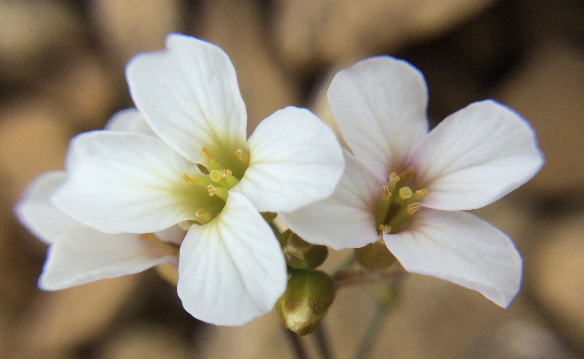 Arabidopsis