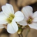 Arabidopsis lyrata - Photo (c) lindybuckley, alguns direitos reservados (CC BY-NC)