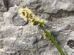 Carex muricata