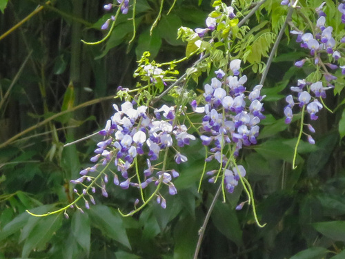 Japanese wisteria (Wisteria floribunda)