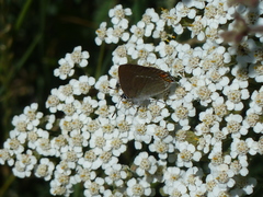 Satyrium acaciae