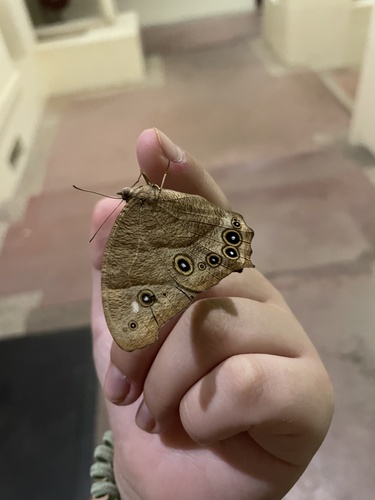Common Evening Brown
