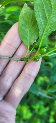 Ilex collina, photograph (c) Laurel Meredyk, some rights reserved (CC BY)