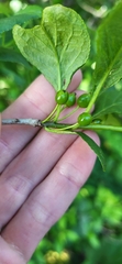Ilex collina, photograph (c) Laurel Meredyk, some rights reserved (CC BY)