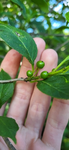 Ilex collina, photograph 4