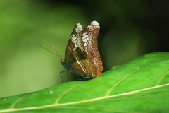 Lebadea martha parkeri