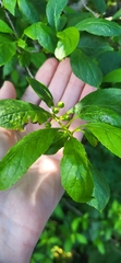 Ilex collina, photograph (c) Laurel Meredyk, some rights reserved (CC BY)