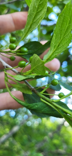 Ilex collina, photograph 6