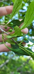 Ilex collina, photograph (c) Laurel Meredyk, some rights reserved (CC BY)
