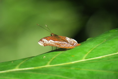 Lebadea martha parkeri