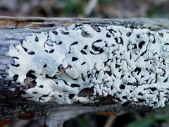 Hypotrachyna osseoalba