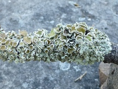 Imshaugia placorodia