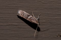 Cryptoblabes plagioleuca