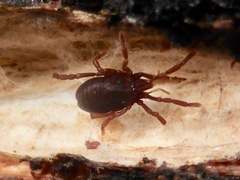 Pettalidae