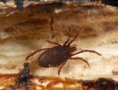 Pettalidae