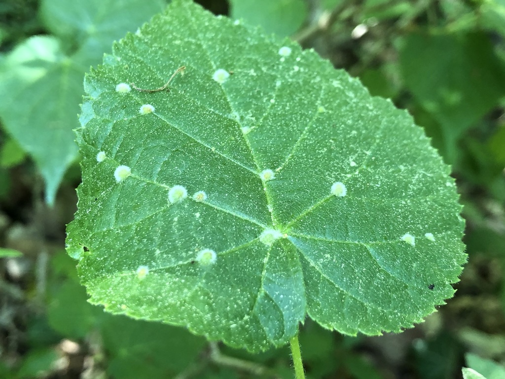 Lime gall mite