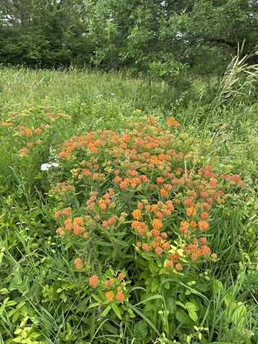 butterfly milkweed