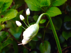Allium subhirsutum