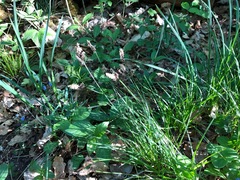 Carex montana