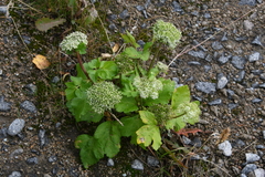 Ligusticum scothicum