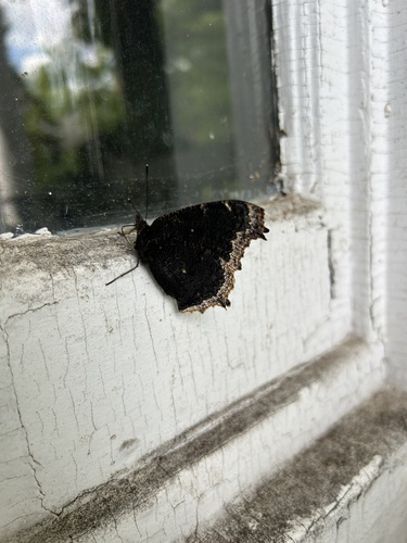 Mourning Cloak
