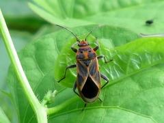 Graptostethus servus