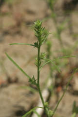 Corispermum elongatum