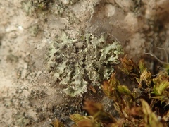Phaeophyscia nigricans