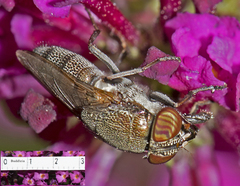 Stomorhina subapicalis