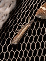 Ptochostola microphaeellus