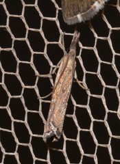 Ptochostola microphaeellus