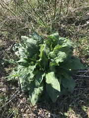 Symphytum officinale