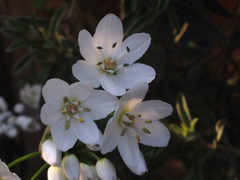 Allium subhirsutum