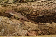 Stripefoot Anole photo 2