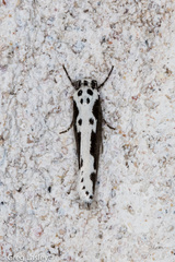 Ethmia semilugens