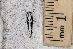Ethmia semilugens