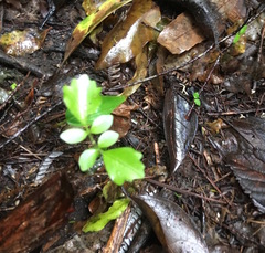 Dysoxylum spectabile