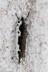 Ethmia semilugens