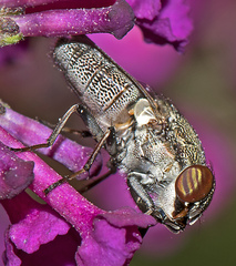 Stomorhina subapicalis