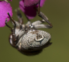 Stomorhina subapicalis