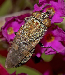 Stomorhina subapicalis