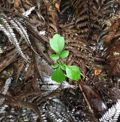 Dysoxylum spectabile