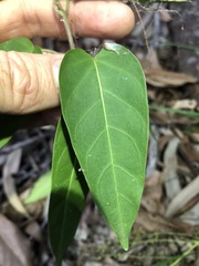 Leichhardtia coronata