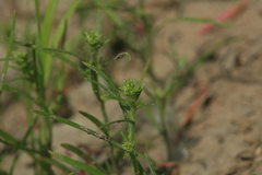 Corispermum elongatum