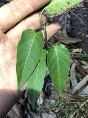 Leichhardtia coronata