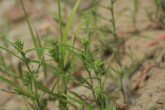 Corispermum elongatum