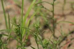 Corispermum elongatum
