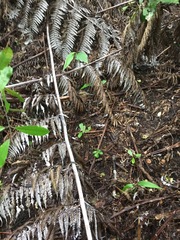 Hedycarya arborea