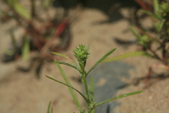 Corispermum elongatum