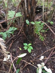 Dysoxylum spectabile